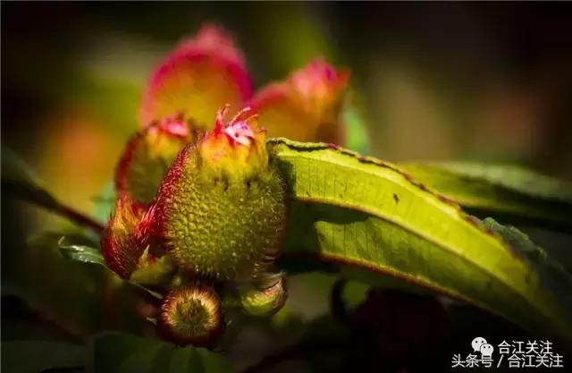 暴牙郎的功效与作用,暴牙郎功效与作用
