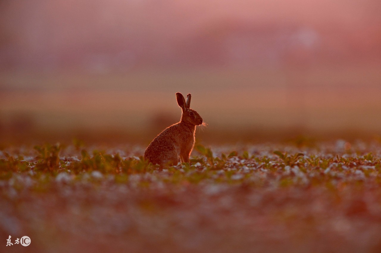 2024属兔化解太岁佩戴观音可以吗,2023年属兔人太岁化解