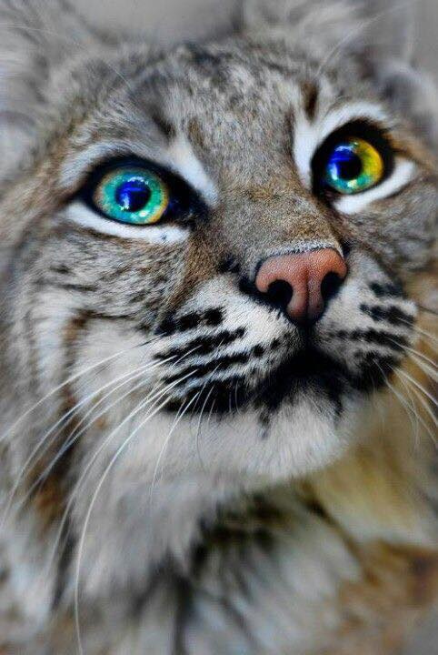 猫咪钻进细缝里怎样才能出来,怎么让猫咪进到大纸箱里面