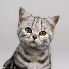 养猫有猫癣家里怎么消毒,养猫手册