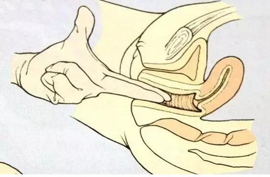 分娩时，“开五指”“开七指”到底是什么意思？