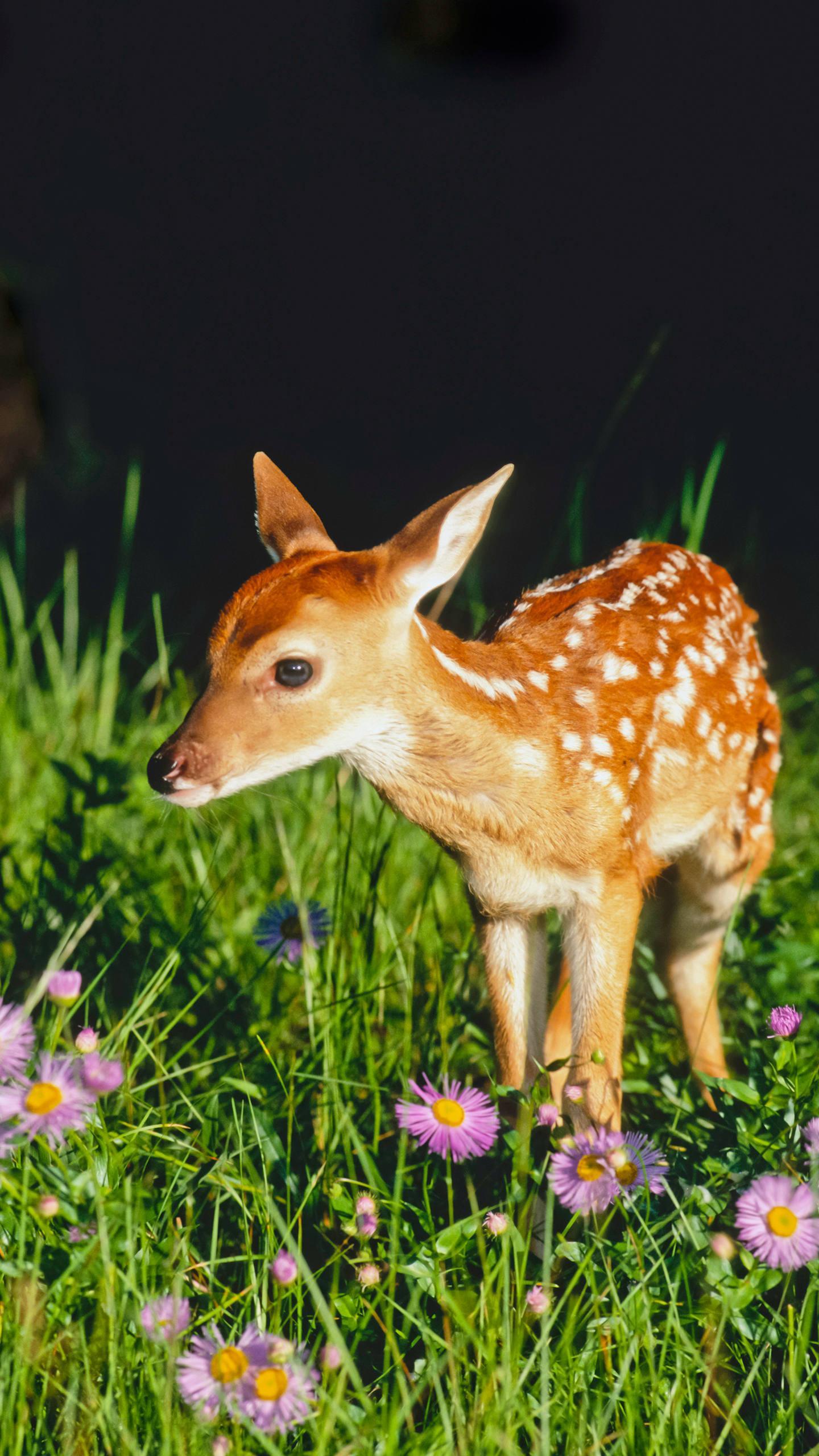 大学之道是讲什么,大学之道大学宗旨的句子