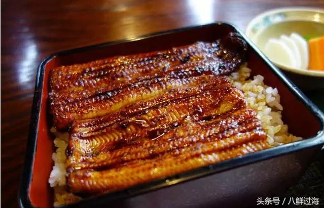 鳗鱼的智商有多高,鳗鱼的神奇之处