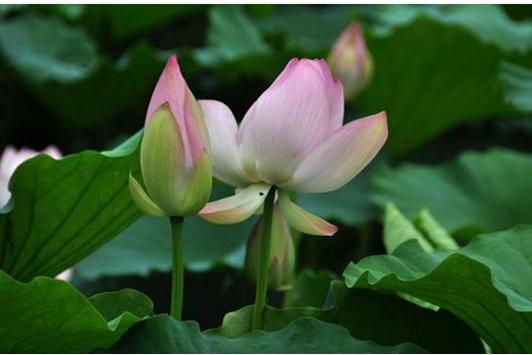 北京湿地公园推荐,天然氧吧旅游景点有哪些