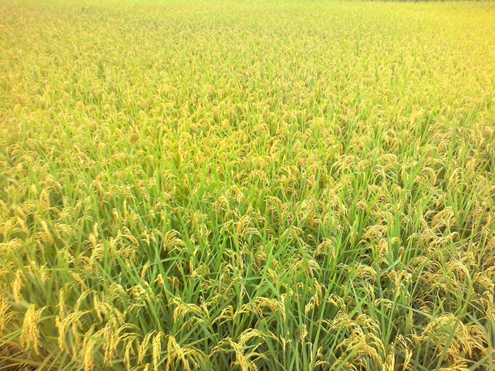 爱普生bt300智能眼镜无人机,爱普生眼镜智能眼镜bt300