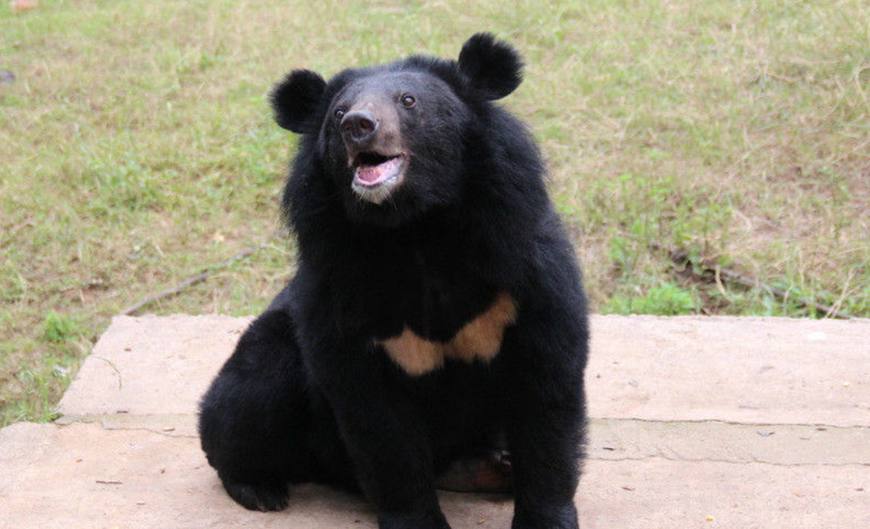 某女卧病在床久治不愈，赤脚医生竟扬言要用*胆熊**还魂！