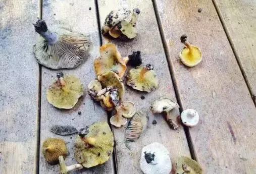 误食致死亡案例,误食家中常用物死亡案例