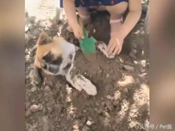 小女孩用泥土玩“埋狗”游戏,狗狗一脸生无可恋的任埋