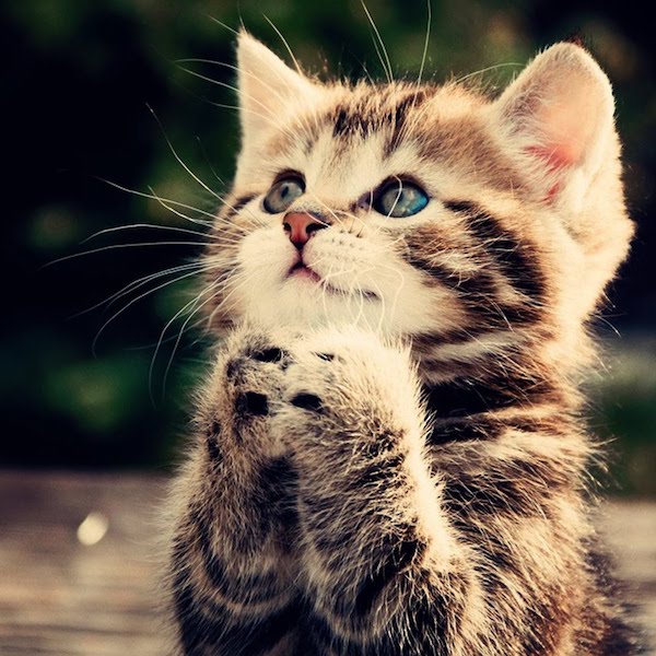 不要说我孤独，我还有猫