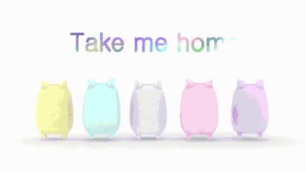 不要说我孤独，我还有猫