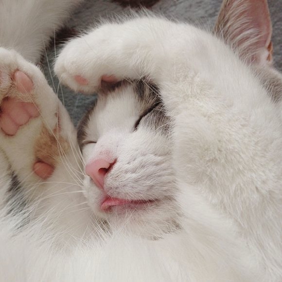 不要说我孤独，我还有猫