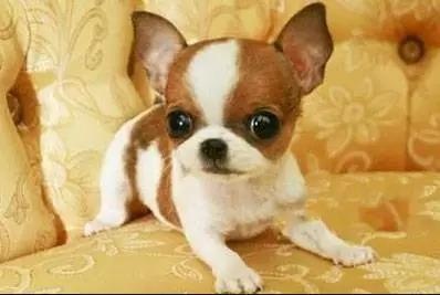 各种狗及身价，终于收全了