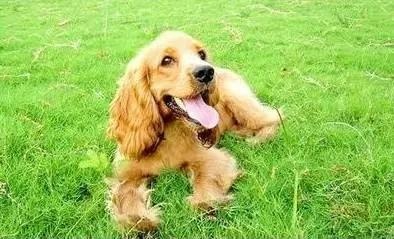 各种狗及身价，终于收全了