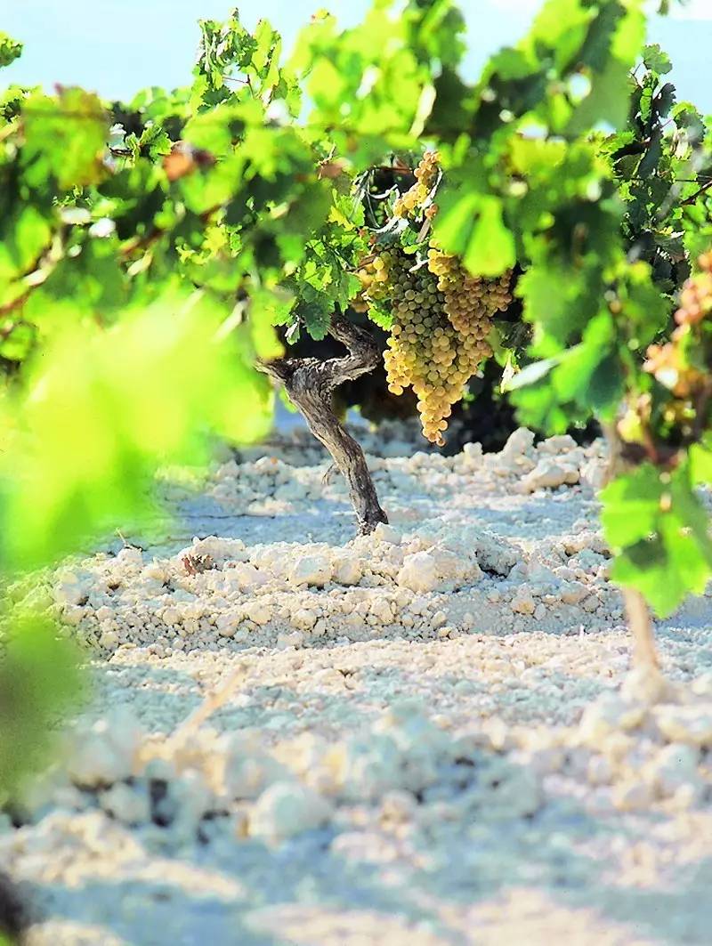 帕洛米诺阿根廷,帕洛米诺盎格鲁