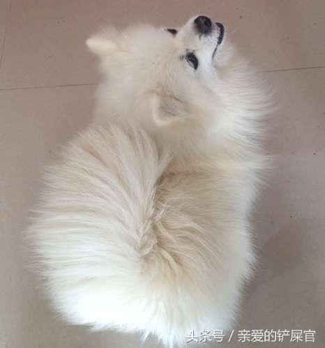 狗狗怀孕后有哪些征兆,狗狗怀孕后有哪些表现