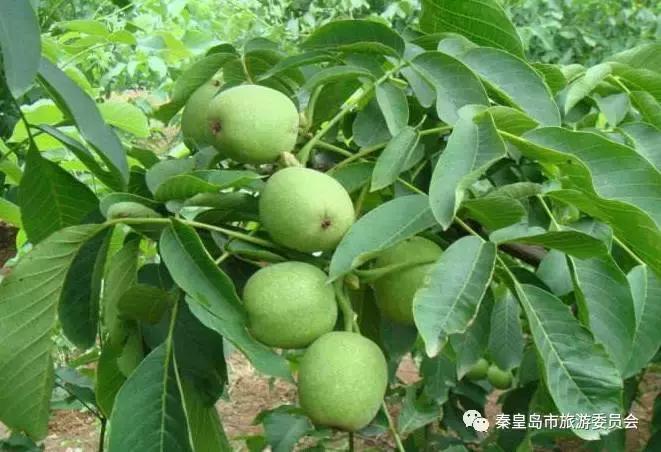 秦皇岛的特产有哪些,秦皇岛拿得出手的特产有哪些