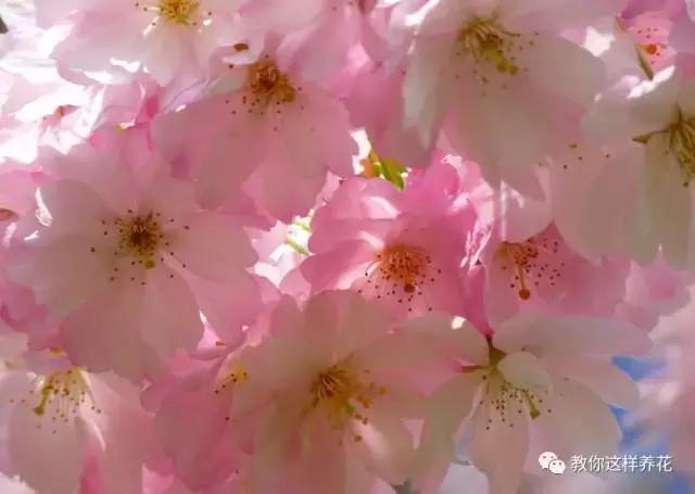 中国国花有什么样的品质,中国国花有什么品质