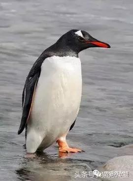 企鹅是什么种类动物,动物百科知识科普企鹅品种