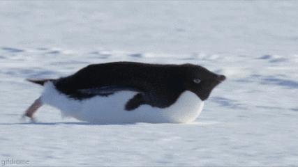 企鹅是什么种类动物,动物百科知识科普企鹅品种