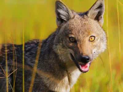 蜂目豺声—商臣：眼睛象蜂，声音象豺，相貌凶恶，声音可怕