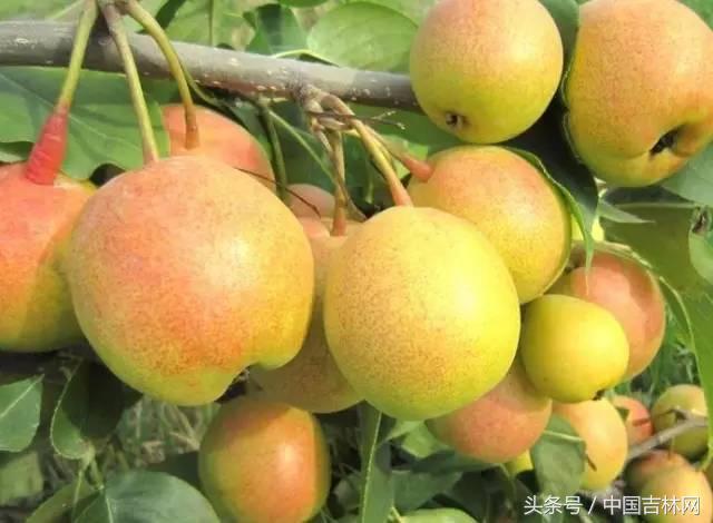 到吉林玩买啥、吃啥?再也不用刘烨代购吉林土特产了!