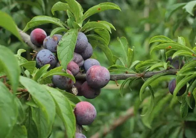 九寨沟必买十大特产,九寨沟必买的十大特产