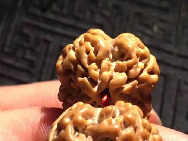 极品金刚菩提怎样挑选，金刚菩提籽多少钱一颗？你想知道的都在这