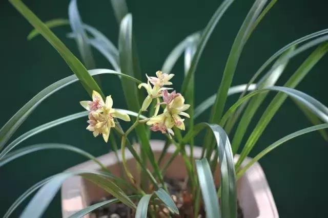 四季兰用什么盆栽最好看,四季兰花期养护