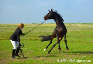 训练马的最佳时间,训练马的耐力技巧