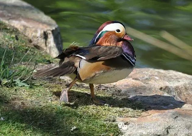 动物百科视频大全40分钟,动物百科第一期鸟类