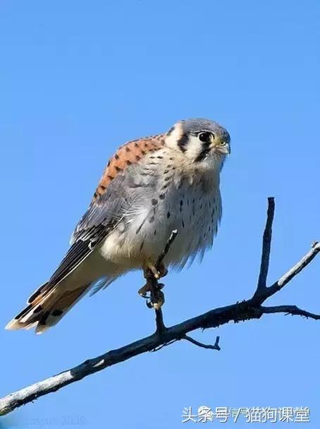 动物百科视频大全40分钟,动物百科第一期鸟类