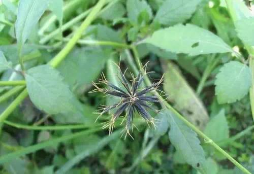 身边常见草药图片及价格,身边最常见的中草药图片大全