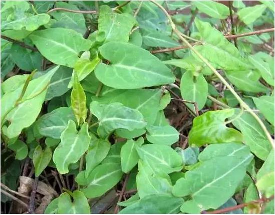 身边常见草药图片及价格,身边最常见的中草药图片大全