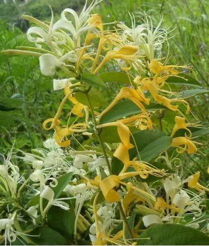 身边常见草药图片及价格,身边最常见的中草药图片大全