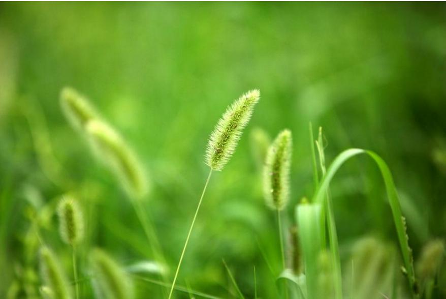 身边常见草药图片及价格,身边最常见的中草药图片大全