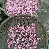 《三生三世十里桃花》四海八荒第一美酒“桃花醉”，在家也能做