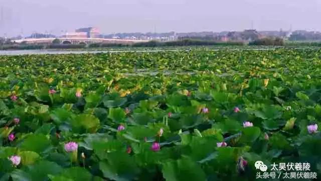 淮阳龙湖风景区荷花几月盛开,龙湖赏荷旅游月启幕