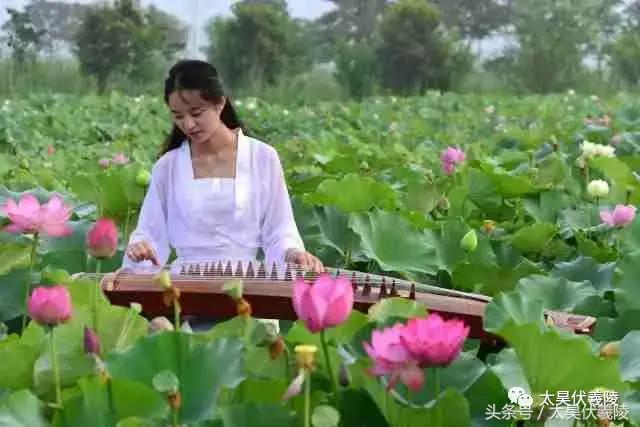 淮阳龙湖风景区荷花几月盛开,龙湖赏荷旅游月启幕