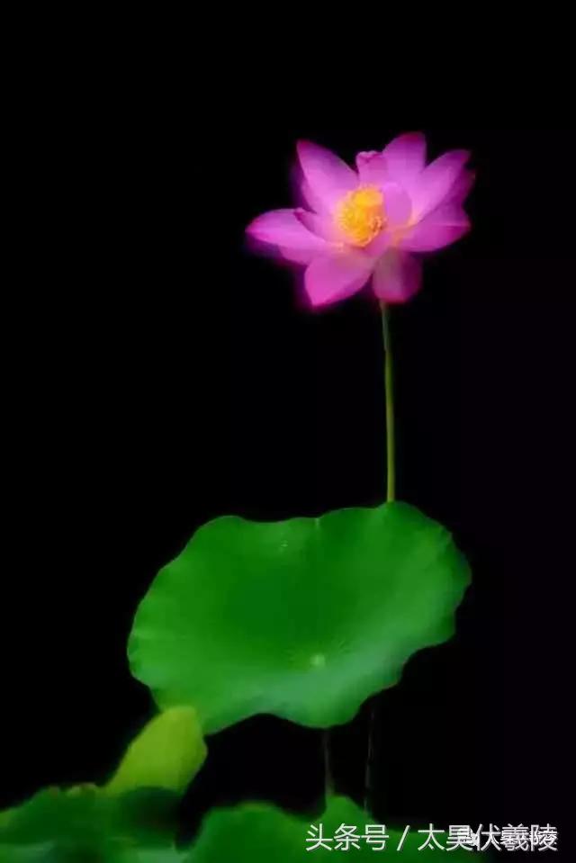 淮阳龙湖风景区荷花几月盛开,龙湖赏荷旅游月启幕