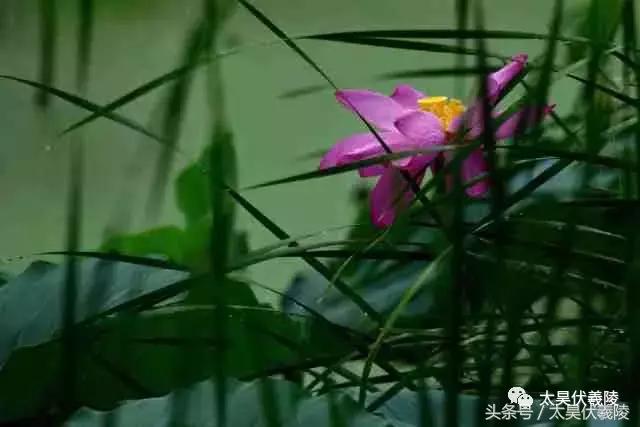 淮阳龙湖风景区荷花几月盛开,龙湖赏荷旅游月启幕