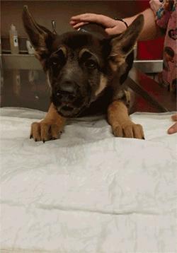 咋啥都吃得下呢？调皮狗子不舒服，饲主带去兽医院吐出一堆气球！