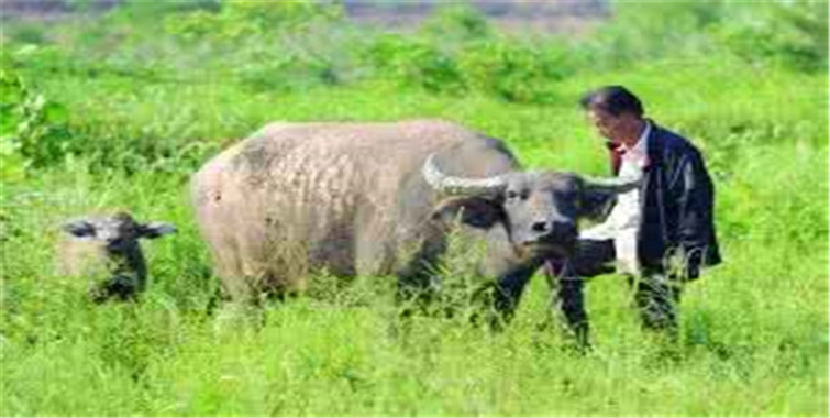 三头牛从狼嘴里救下他的妻儿他却违背诺言终遭报应