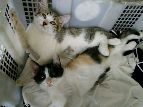 去朋友家,领养了两只小猫咪,喂养一段时间后,噩梦就开始了!