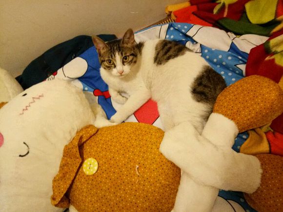 去朋友家,领养了两只小猫咪,喂养一段时间后,噩梦就开始了!