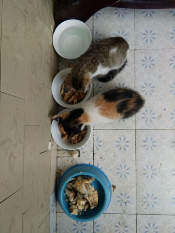 去朋友家,领养了两只小猫咪,喂养一段时间后,噩梦就开始了!