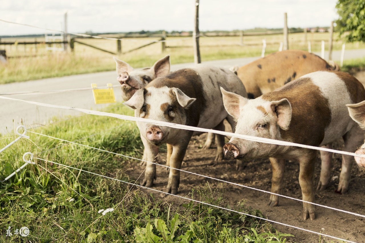猪病预警;夏秋交接猪皮肤病!