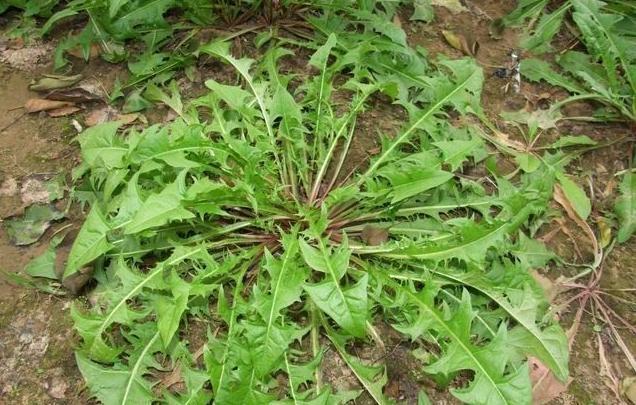 酒精肝最怕的野菜,血糖高最怕的三种野菜