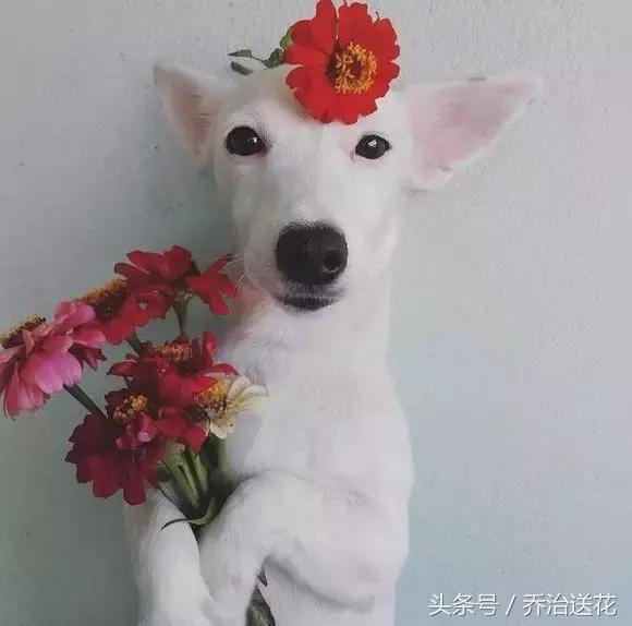 你见过有如此灵性的狗吗,难得一见的好看狗