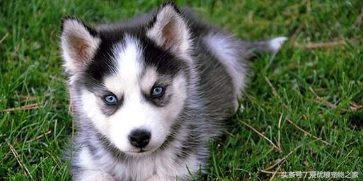 幼犬出生多少天脱离危险期,才出生幼犬喂养的最佳方法