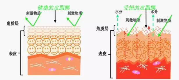 943积雪草肌底液能修复肌肤屏障吗,肌底液爆款排行榜第一名